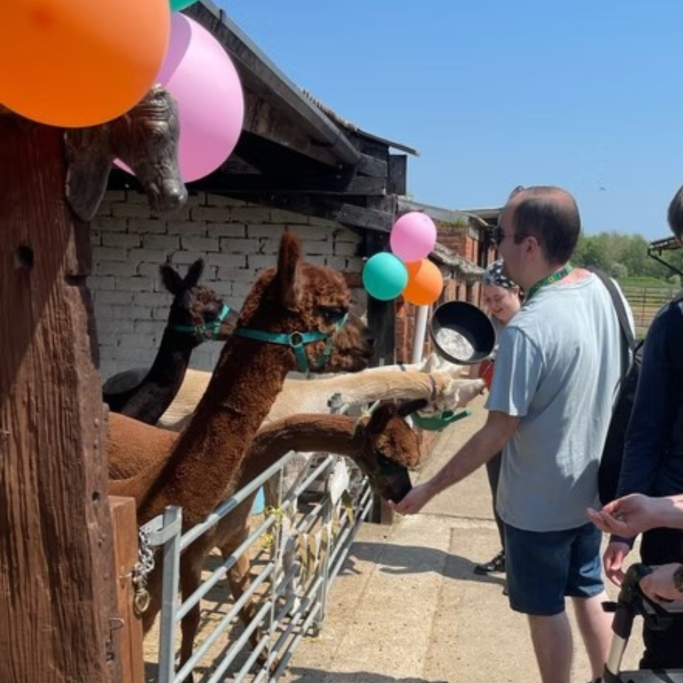 people petting alpacas
